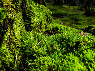 Fototapeta premium Green Forest