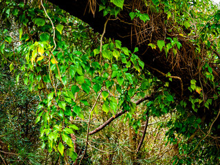 Green Forest