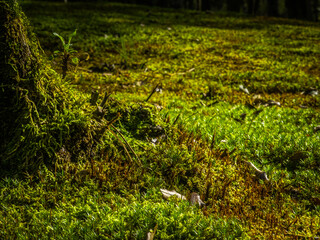 Obraz premium Green Forest