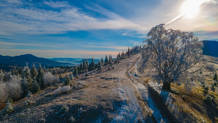 trees covered with frost beautiful landscape