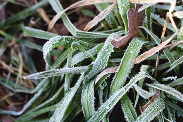 Green leaves on ground with ice on them. Ice crystals on plant.