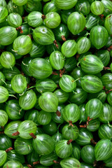 Obraz na płótnie Canvas texture of many fresh green gooseberries, plain background