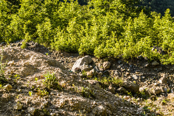 lush landscape with green trees and pastures by the mountainside in summer season