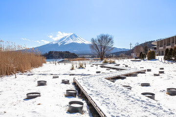 冬の大石公園から見る富士山