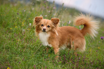Chihuahua dog on the meadow