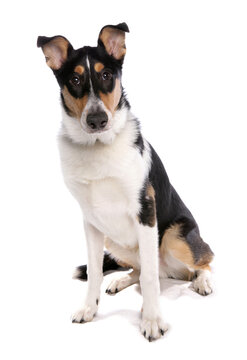 Smooth Collie Dog