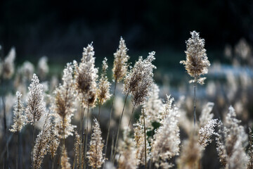 Wild grass on field in summer day.