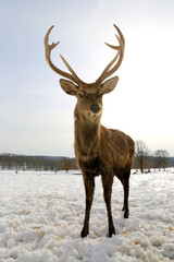 deer with antlers in a snowy meadow