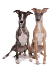 Whippets dogs sitting