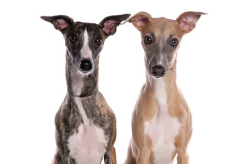 Whippet dogs