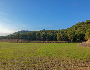 Fototapeta na wymiar Agricultural field next to pine forest under sunny blue sky