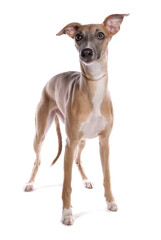 whippet dog