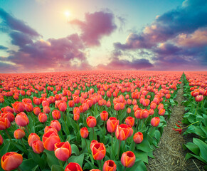 Landscape with tulips, traditional dutch windmills and houses near the canal in Zaanse Schans,...