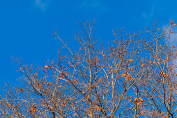 Bare branches of a tree against a blue sky. Background, texture, wallpaper. Copy space.