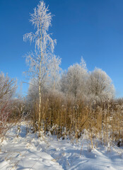 Winter landscape with frost and snow.