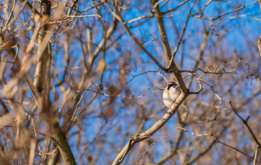 A sparrow on a branch against a blue sky. Gray bird on the tree. Autumn, spring. Wildlife.