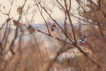 Birds on bush branches. Sparrows on a branch. Autumn, spring. Wildlife.