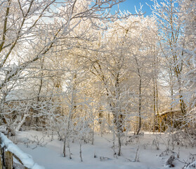 Winter landscape with frost and snow.
