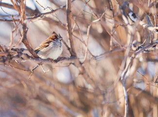 Sparrow on bush branches. Gray bird on the tree. Autumn, spring. Wildlife.