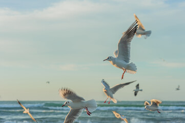 seascape during the golden hour