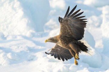 オジロワシの羽ばたき