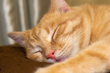 sleeping on a couch red cat close up