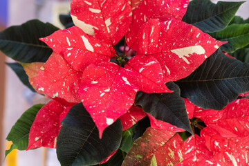 Red christmas flower with green leaves.Tips and tricks for growing flowers in home.