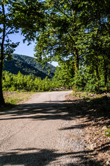 lush landscape with green trees and pastures by the mountainside in summer season
