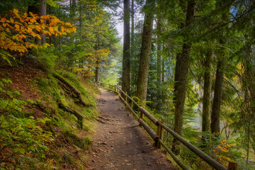 Road through the woods, beautiful autumn landscape