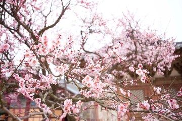 Fototapeta premium 통도사의 봄