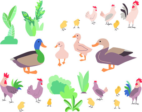 Hens and ducks isolated on white background. illustration