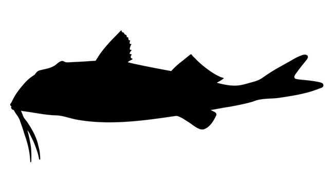 Red mullet. Black hand drawn realistic silhouette vector image.