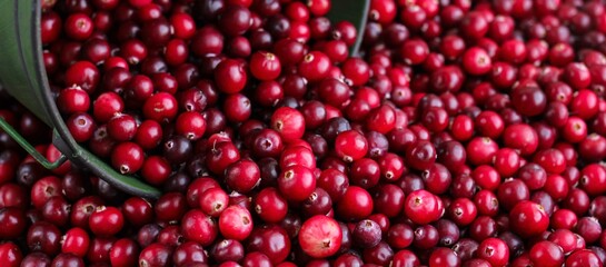 Ripe fresh cranberries with a green little bucket as natural, food, berries background. Selective focus.	Banner.