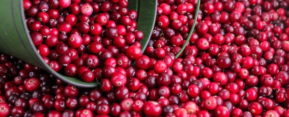 Ripe fresh cranberries with a green little bucket as natural, food, berries background. Selective focus.	Banner.