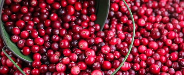 Ripe fresh cranberries with a green little bucket as natural, food, berries background. Selective focus.	Banner.