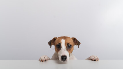 Gorgeous purebred Jack Russell Terrier dog peeking out from behind a banner on a white background. Copy space