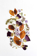 herbarium of flowers and leaves on a sheet of paper, top view