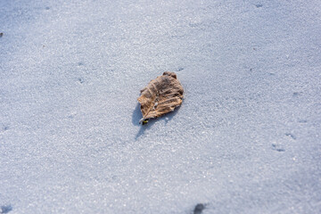Leaf on snow
