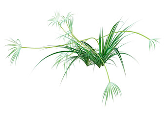 3D Rendering Chlorophytum Plant on White