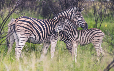 Fototapeta na wymiar Zebra mother comforting her calf after a rain storm.
