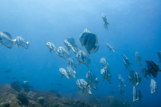 School of tropical silver fish Longfin Batfish (Platax teira) in the blue water
