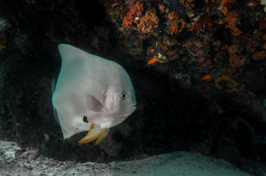 Tropical silver fish Longfin Batfish (Platax teira) under a reef rock in Seychelles