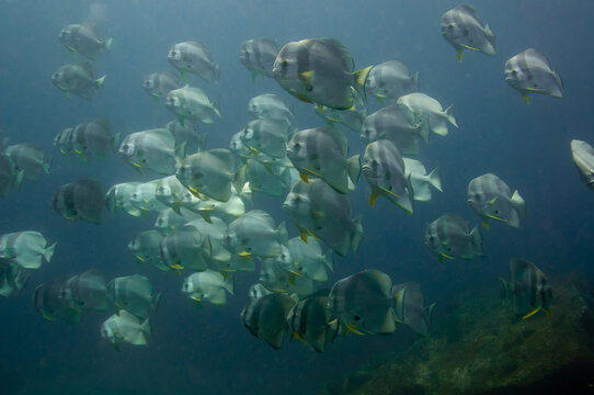 School of tropical silver fish Longfin Batfish (Platax teira) in the blue water