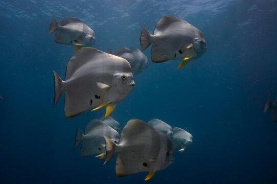 School of tropical silver fish Longfin Batfish (Platax teira) in the blue water