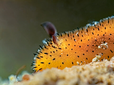 Little Jorunna nudibranch (Jorunna parva)