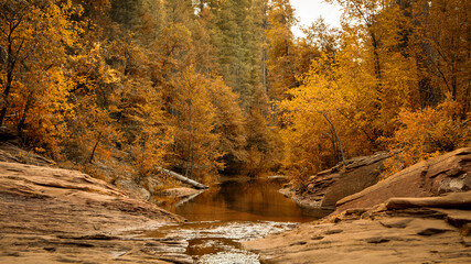 Golden Autumn Forest With Creek