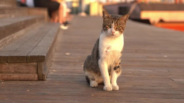 Street cat on the Halich wooden peron in Istanbul.