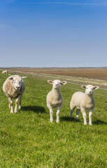Obraz premium Mother sheep and lambs in the Dollard region in The Netherlands