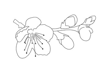 Hand drawn isolated sakura branch. Flower vector illustration on white background.