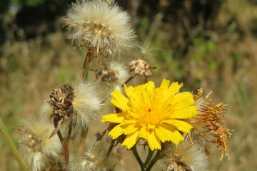 Yellow hieracium flowers in the meadow, europe